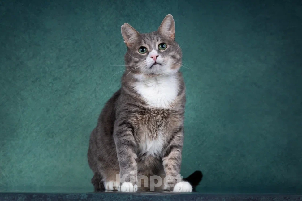 Кошки в Москве: Добрый котик Сергуня, в добрые руки Мальчик, Бесплатно - фото 1