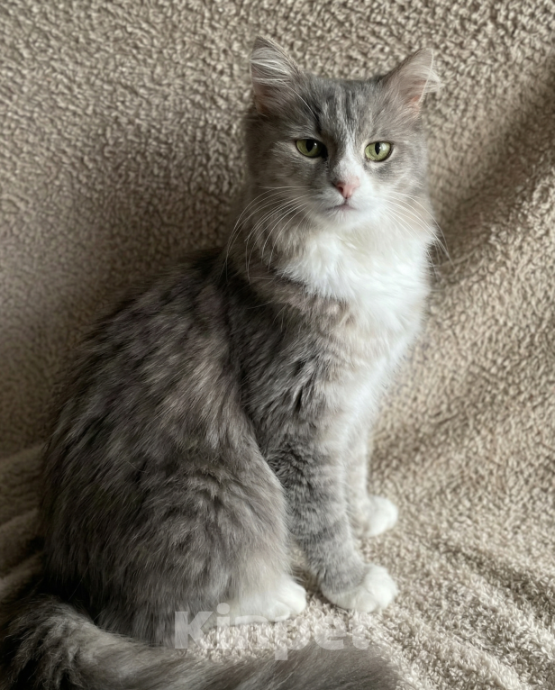 Кошки в Москве: Буся в добрые руки Девочка, Бесплатно - фото 2