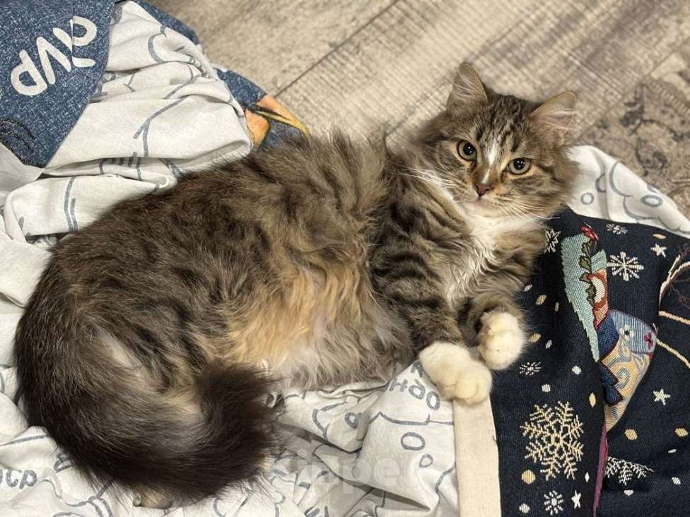 Кошки в Москве: Очаровательные котята Василий и Багира ищут свои семьи! Мальчик, Бесплатно - фото 6
