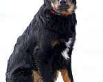 Собаки в Москве: Красавец и сердцеед Данте ждет семью в приюте, 4 мес Мальчик, Бесплатно - фото 2