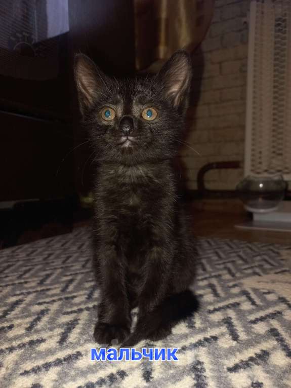 Кошки в других городах Московской области: Котята в добрые руки Мальчик, Бесплатно - фото 2