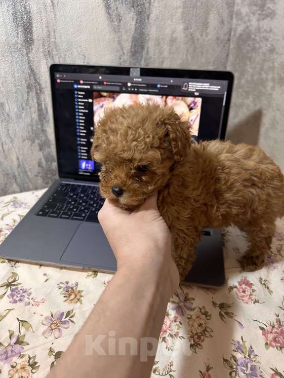 Собаки в Москве: Мальтипу микро Девочка, 110 000 руб. - фото 2