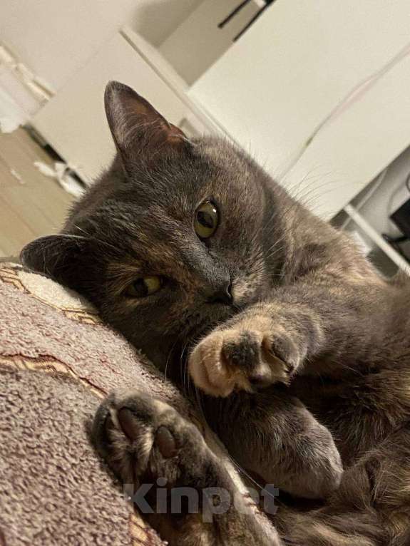 Кошки в Москве: Нежная кошка Нала Девочка, Бесплатно - фото 2