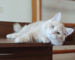 Кошки в Химках: Сибирский котик Нильс  ищет новый дом. Мальчик, 80 000 руб. - фото 4