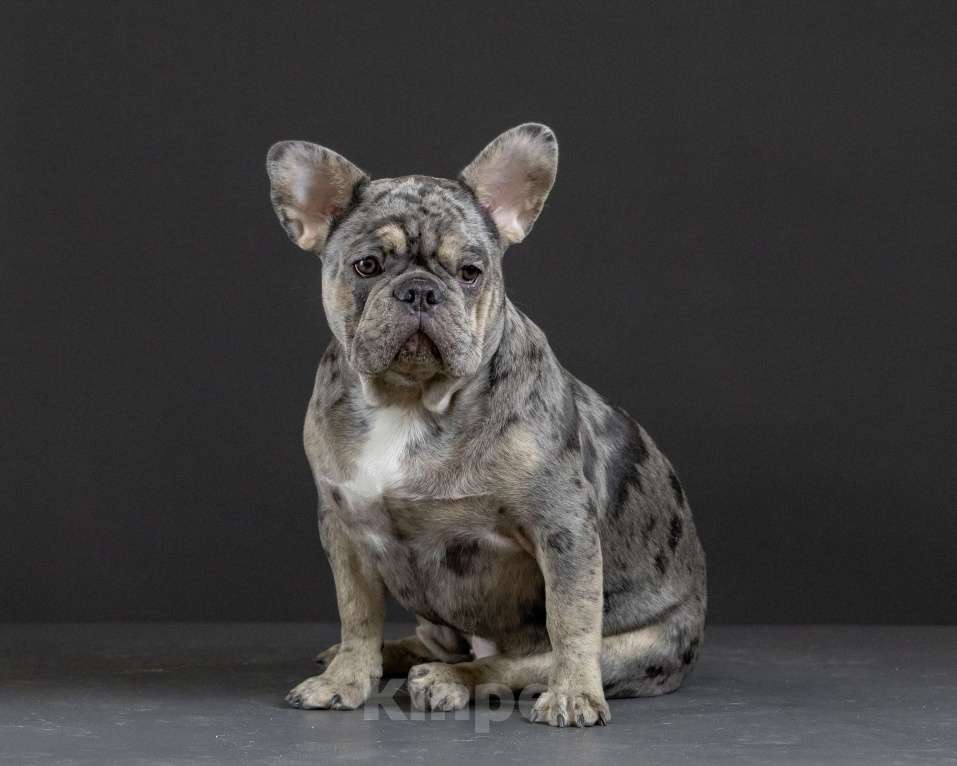 Собаки в Брянске: Робин  Мальчик, 70 000 руб. - фото 1