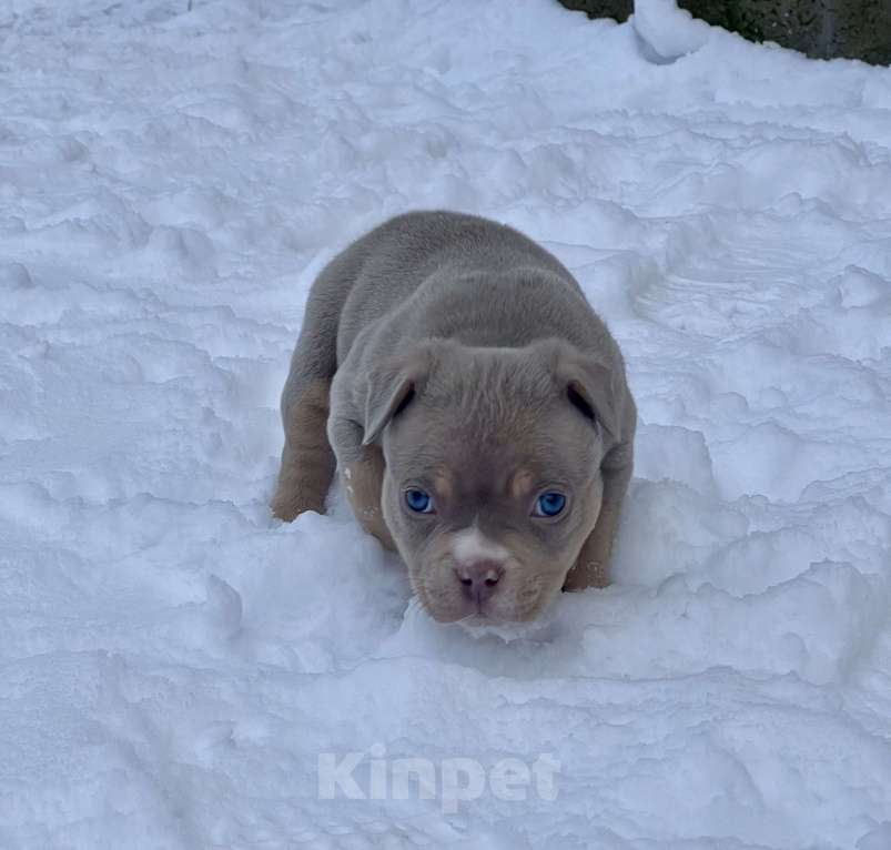 Собаки в Москве: Мальчик  Мальчик, 200 000 руб. - фото 4
