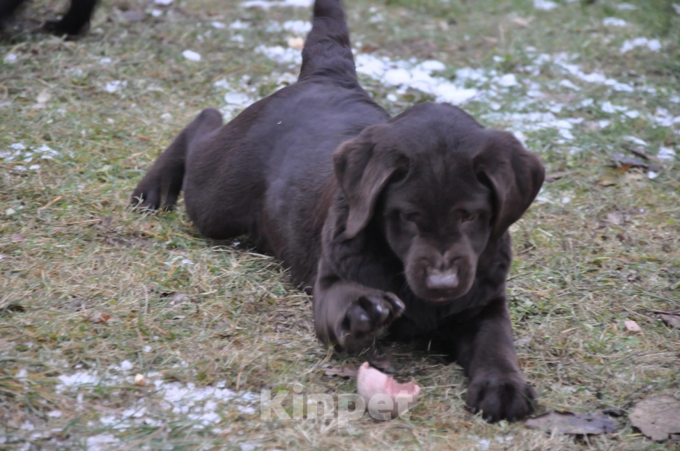 Собаки в Истре: Щенок лабрадора ретривера Девочка, 65 000 руб. - фото 3