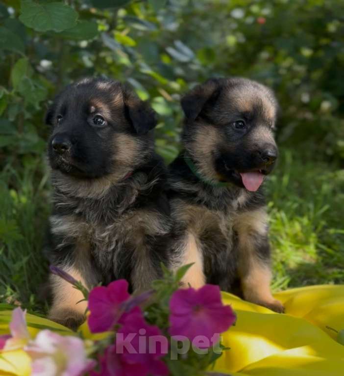 Собаки в Богдане: Щенки немецкой овчарки Мальчик, 50 000 руб. - фото 7