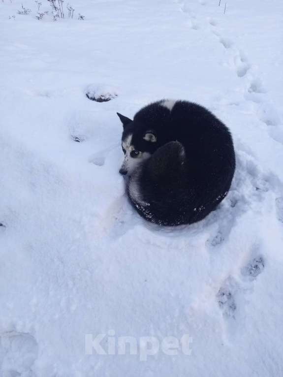 Собаки в других городах Карелии: Найдена собака  Мальчик, Бесплатно - фото 2