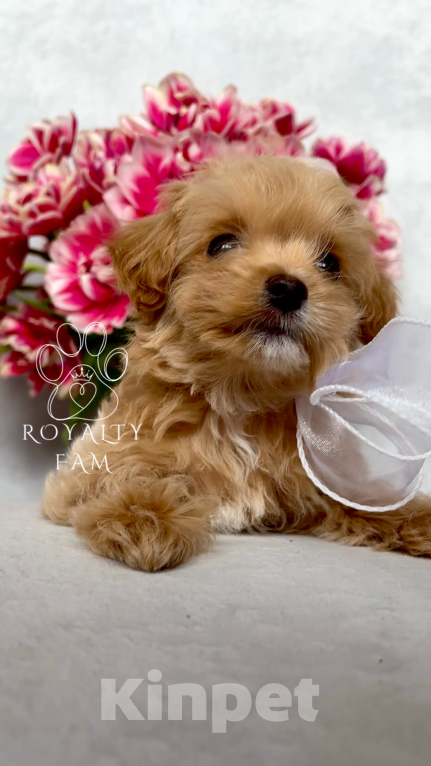 Собаки в Тольятти: Мини мальчик мальтипу F1 Royalty Fam Lovelace Мальчик, Бесплатно - фото 3