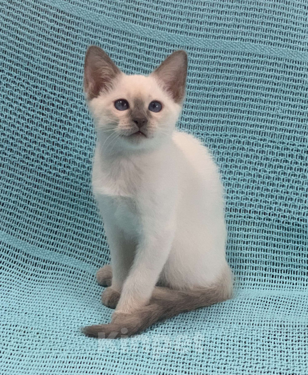 Кошки в Москве: ✨Тайский котёнок лайлак-пойнт, 3 месяца ✨ Мальчик, Бесплатно - фото 1