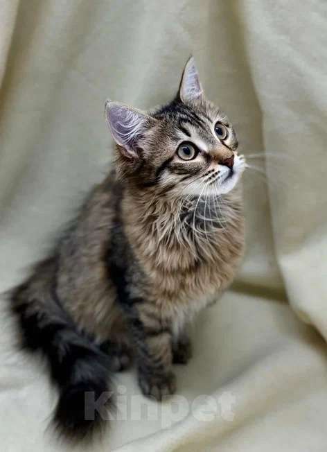 Кошки в Москве: Красавица котенок Сакура ищет дом Девочка, Бесплатно - фото 3