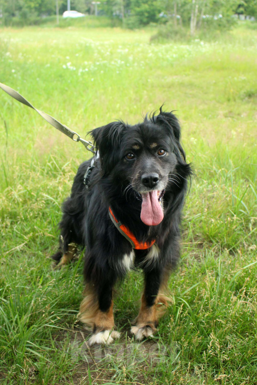 Собаки в Москве: Замечательные брюнетки Девочка, Бесплатно - фото 1