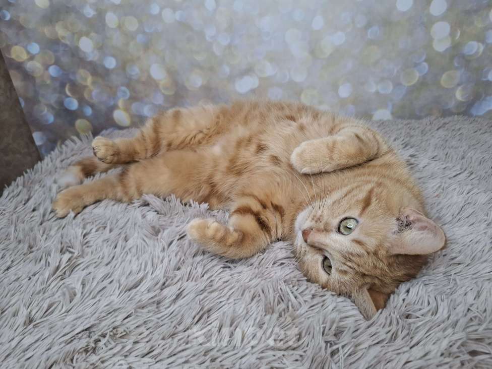 Кошки в Москве: Сания будет на выставке-пристройстве в Москве Девочка, Бесплатно - фото 10