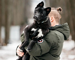 Собаки в Москве: Невероятно сообразительная и обаятельная Ева ищет дом и семью Девочка, Бесплатно - фото 4