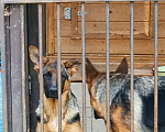 Собаки в Истре: Ками ищет хорошего хозяйна Девочка, 25 000 руб. - фото 5