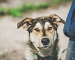Собаки в Бронницах: Нежнющий Купер Мальчик, Бесплатно - фото 11