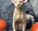 Кошки в Ливны: Сфинкс, 20 000 руб. - фото 1