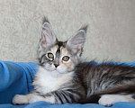 Кошки в Кяхте: Руби, 35 000 руб. - фото 7