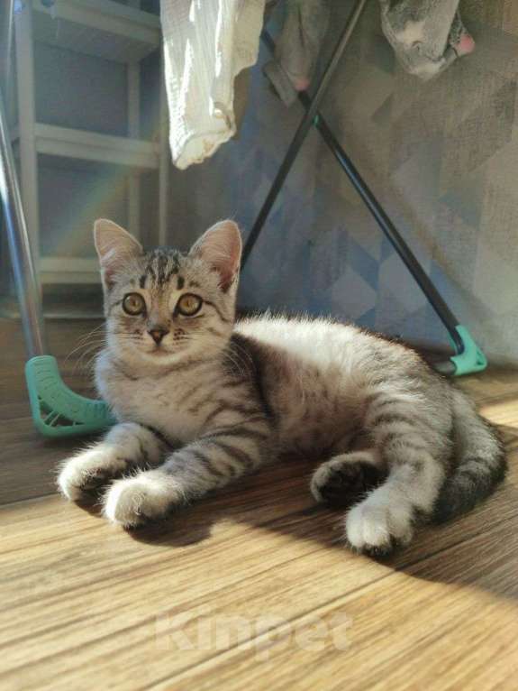 Кошки в Самаре: Котёнок в добрые руки Девочка, Бесплатно - фото 4