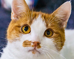 Кошки в Москве: Ласковый, ручной, компанейский котик в поисках дома Мальчик, Бесплатно - фото 8