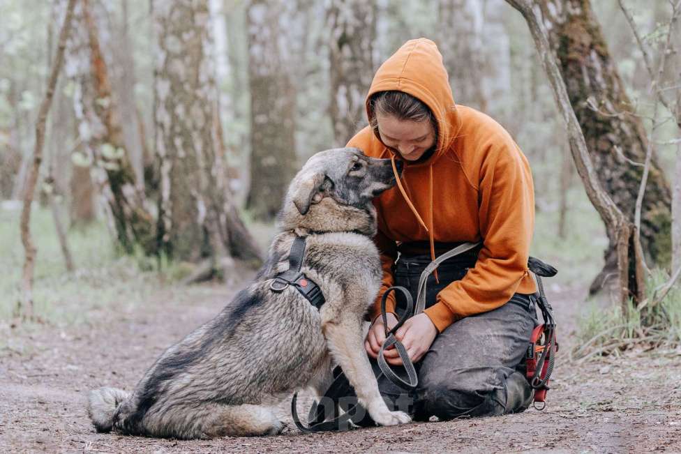 Собаки в Москве: Джови Девочка, Бесплатно - фото 5