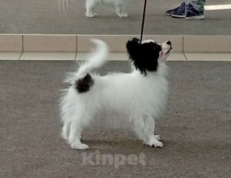 Собаки в Москве: Щенок папийона Мальчик, 80 000 руб. - фото 2