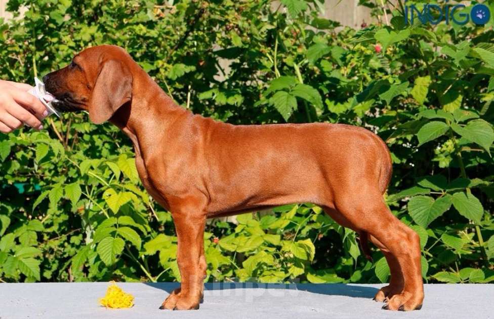 Собаки в Санкт-Петербурге: Родезийский риджбек щенок девочка. Породный питомник Девочка, 40 000 руб. - фото 3