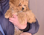 Собаки в Санкт-Петербурге: Мальтипу рыжая чудо девочка ! Девочка, 130 000 руб. - фото 4