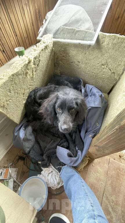 Собаки в других городах Владимирской области: Вуди в добрые ручки Мальчик, Бесплатно - фото 2