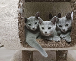 Кошки в Казани: Котята Русской голубой в Казани Девочка, 55 000 руб. - фото 2