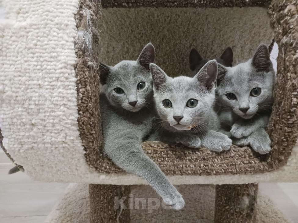 Кошки в Казани: Котята Русской голубой в Казани Девочка, 55 000 руб. - фото 2