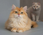 Кошки в Симферополе: Золотая шиншилла, BLH ny 12 Мальчик, 50 000 руб. - фото 1