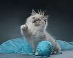 Кошки в Санкт-Петербурге: Клубный котенок РЭГДОЛЛ Мальчик, Бесплатно - фото 2