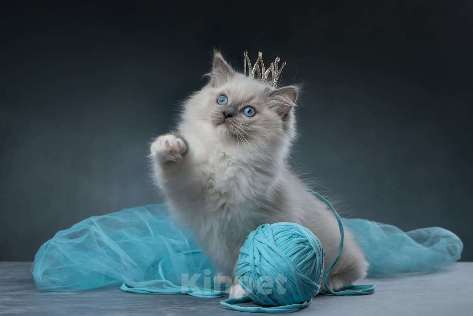 Кошки в Санкт-Петербурге: Клубный котенок РЭГДОЛЛ Мальчик, Бесплатно - фото 2