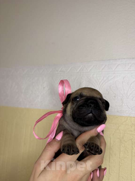 Собаки в Новосибирске: Пока без клички Девочка, 80 000 руб. - фото 1