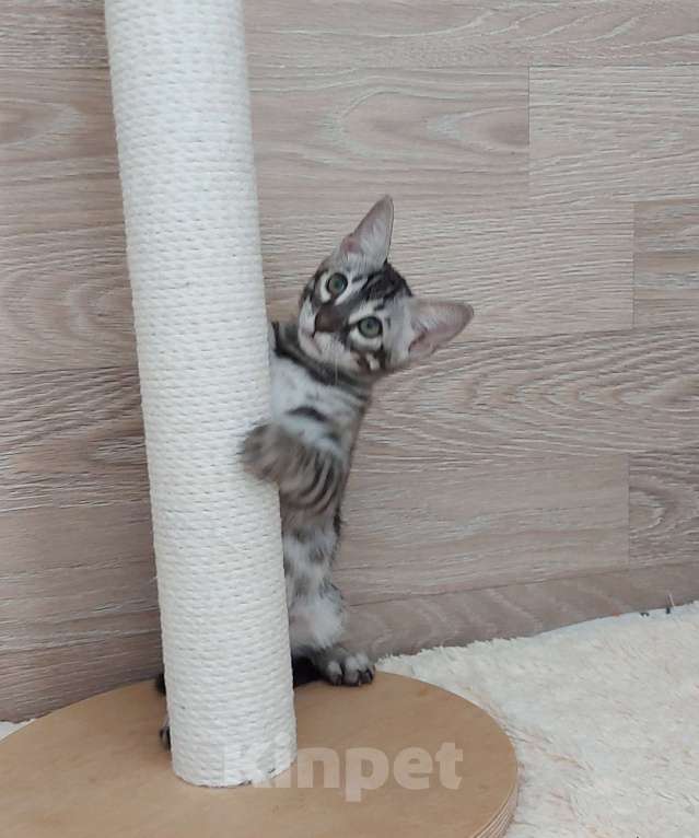 Кошки в Москве: Бенгальский мальчик  Мальчик, 55 000 руб. - фото 9