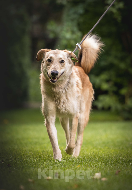 Собаки в других городах Московской области: Рыжая собака Апельсинка ищет дом! Девочка, Бесплатно - фото 4