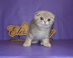 Кошки в Зеленограде: Вислоухий, лиловый мраморный мальчик Мальчик, 40 000 руб. - фото 4