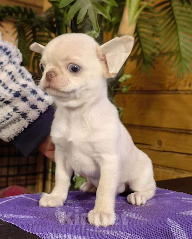 Собаки в Москве: Чихуахуа. Мальчик - Грэм Тайсон Мальчик, 50 000 руб. - фото 5