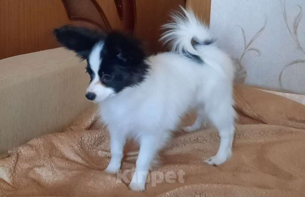 Собаки в Волгодонске: Беатрис Девочка, 40 000 руб. - фото 2