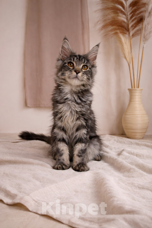 Кошки в Рязани: Котята Мейн-Кун, чистопородный из питомника Мальчик, 80 000 руб. - фото 2