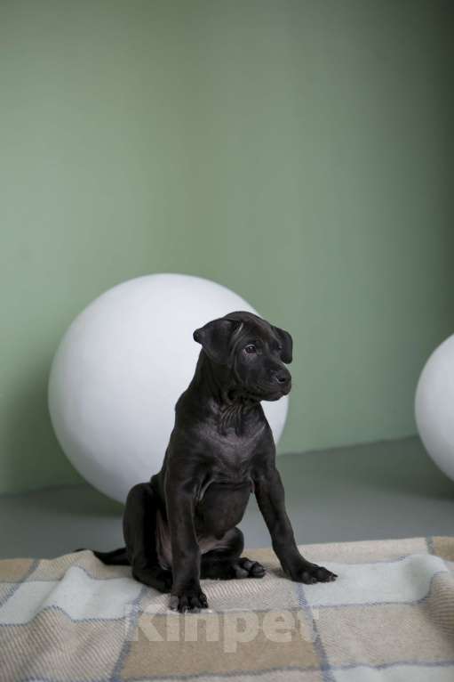 Собаки в Сургуте: Продам щенков Тайского Риджбека Мальчик, Бесплатно - фото 5