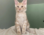 Кошки в Симферополе: Котенок мейн кун Мальчик, 35 000 руб. - фото 1