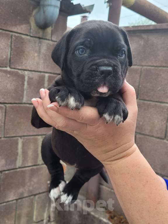 Собаки в Симферополе: B oжидании свoегo любящeго хозяина 🥰 Мальчик, 65 000 руб. - фото 2