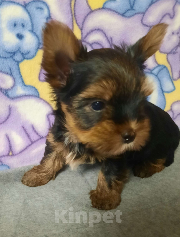 Собаки в других городах Тверской области: Милые Йорки Девочка, 30 000 руб. - фото 1