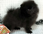 Собаки в Туле: Щенки померанского шпица  Мальчик, 25 000 руб. - фото 3