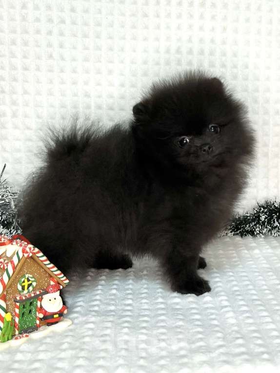 Собаки в Туле: Щенки померанского шпица  Мальчик, 25 000 руб. - фото 3