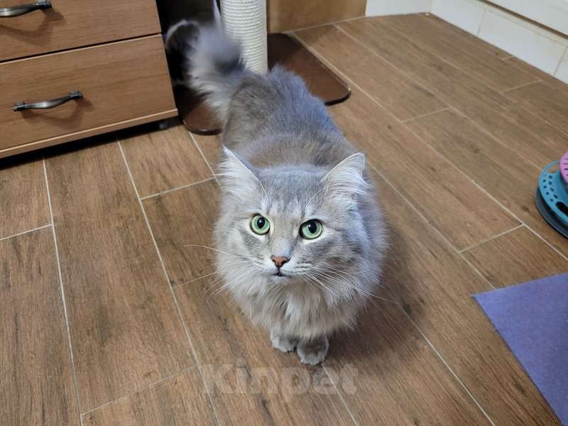 Кошки в Москве: Пушистый нежный и ласковый кот Пух ищет дом Мальчик, 1 руб. - фото 2