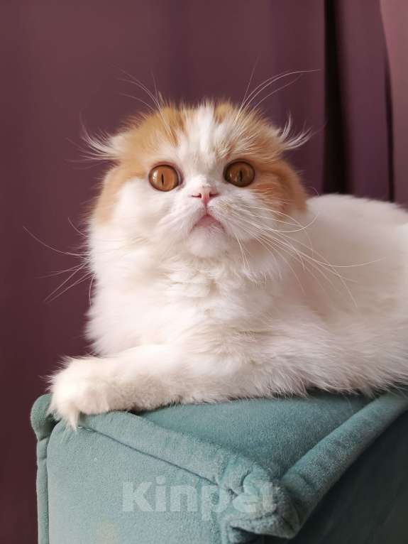 Кошки в Сочи: Шотландский длиношерстный вислоухий мальчик  Мальчик, 10 000 руб. - фото 3